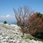 ../thumbnails/006-IMG_0827.JPG.small.jpeg